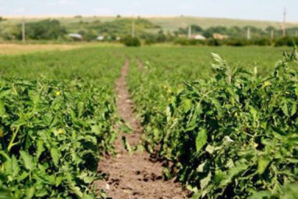 Anunţ pentru fermierii interesaţi de agricultura ecologică